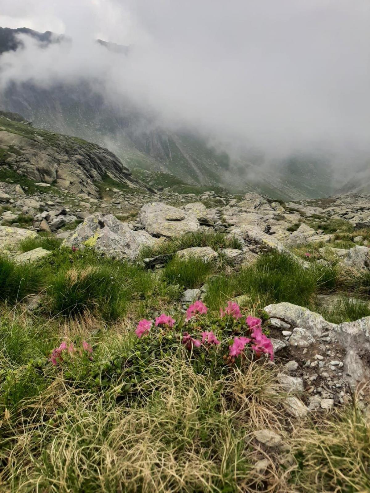 شقة Casa Oaspeti Transfagarasan Cîrţişoara المظهر الخارجي الصورة